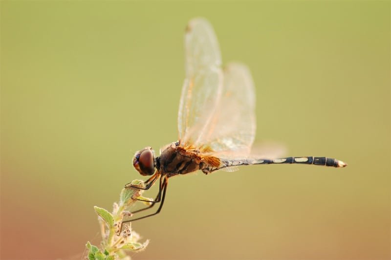 Dragonfly