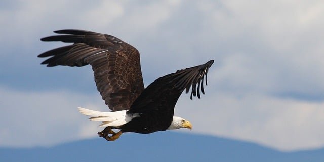 eagle