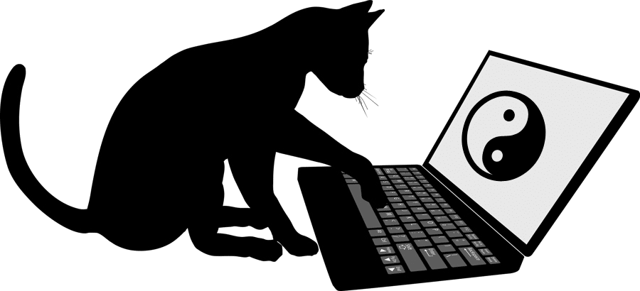 cat checking their website