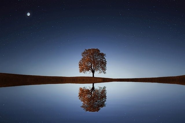 Tree in the night