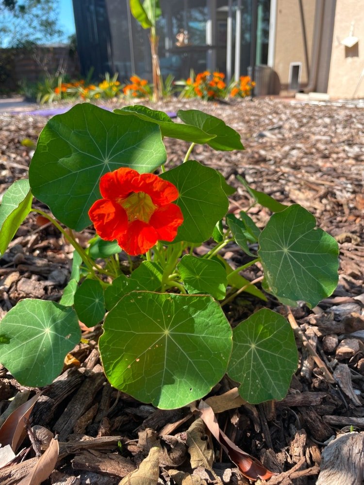 nasturtium