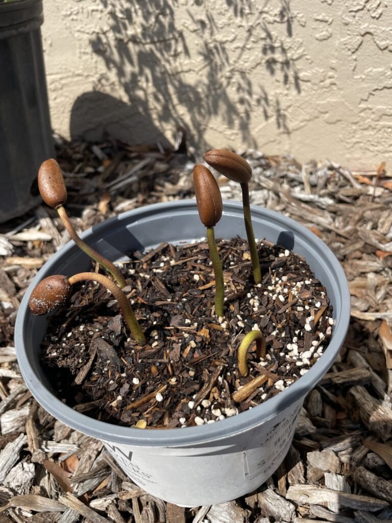 Sapote Sprouts